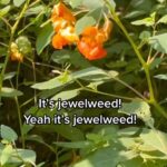 Alexis Nikole Nelson Instagram - A lil ditty about a plant I see A LOT near our creeks here in Ohio! Jewelweed!! Impatiens capensis and pallida! The seeds are one of my fave trail snacks this time of year!