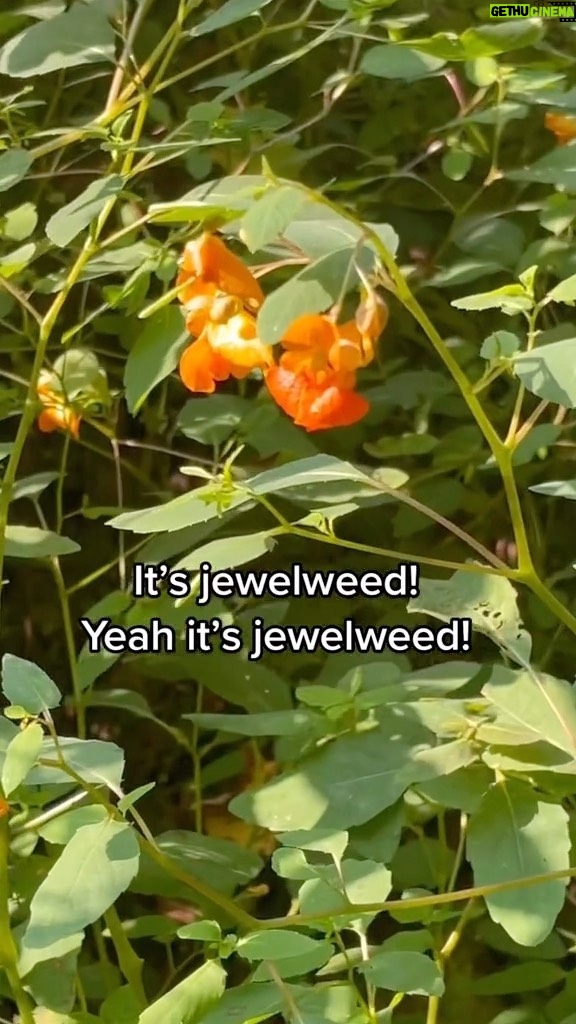 Alexis Nikole Nelson Instagram - A lil ditty about a plant I see A LOT near our creeks here in Ohio! Jewelweed!! Impatiens capensis and pallida! The seeds are one of my fave trail snacks this time of year!