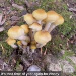 Alexis Nikole Nelson Instagram - Honey Mushroom (Armillaria sp.) season has begun here in Central Ohio!! One of the first mushrooms I taught myself to ID was the ringless honey, after a mystery chunk of them appeared overnight on a stump near my old house! A tasty treat, but one you have to be careful with, as they have a few look-a-likes! Spore printing is SO IMPORTANT until your eye learns to recognize them (and honestly is just important PERIOD, even when yer seasoned!)