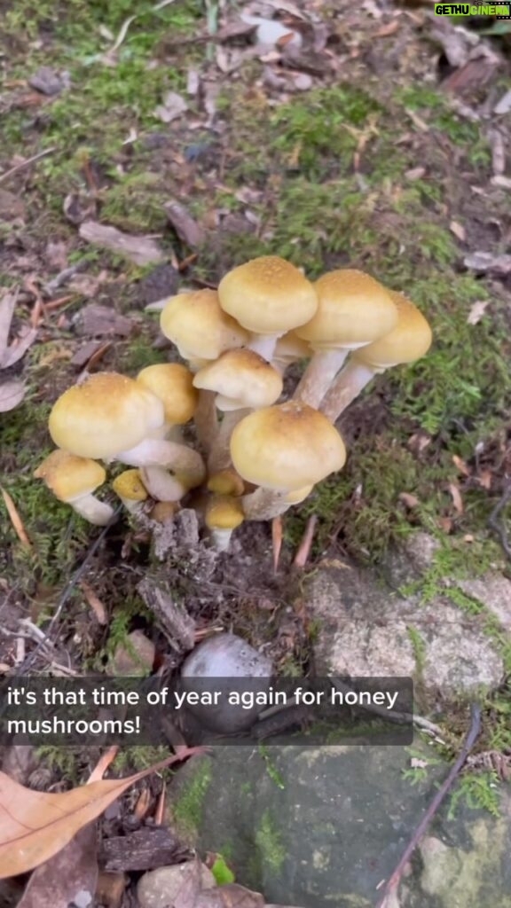 Alexis Nikole Nelson Instagram - Honey Mushroom (Armillaria sp.) season has begun here in Central Ohio!! One of the first mushrooms I taught myself to ID was the ringless honey, after a mystery chunk of them appeared overnight on a stump near my old house! A tasty treat, but one you have to be careful with, as they have a few look-a-likes! Spore printing is SO IMPORTANT until your eye learns to recognize them (and honestly is just important PERIOD, even when yer seasoned!)