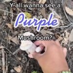 Alexis Nikole Nelson Instagram - Now that we’ve finally got a goodly amount of rain in the Midwest, mushrooms are ERRYWHERE!! I LOVE these silly lil purple beans, and they were WONDERFUL sautéed with some maitake, Aronia hot sauce, backyard wild greens, and some hastily made flatbread!!