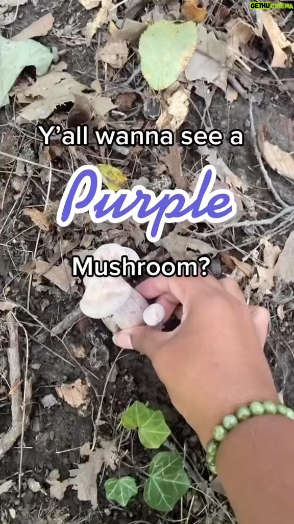Alexis Nikole Nelson Instagram - Now that we’ve finally got a goodly amount of rain in the Midwest, mushrooms are ERRYWHERE!! I LOVE these silly lil purple beans, and they were WONDERFUL sautéed with some maitake, Aronia hot sauce, backyard wild greens, and some hastily made flatbread!!