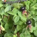 Alexis Nikole Nelson Instagram - While wandering through Helsinki I came across these AMAZING BLACK ROSE HIPS! They belong to the Burnet Rose (Rosa pimpinellifolia) and I LOVE THEM AND WANT TO MAKE JELLY WITH THEM