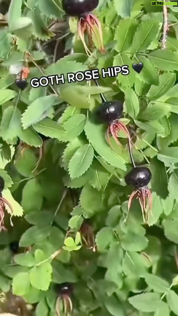 Alexis Nikole Nelson Instagram - While wandering through Helsinki I came across these AMAZING BLACK ROSE HIPS! They belong to the Burnet Rose (Rosa pimpinellifolia) and I LOVE THEM AND WANT TO MAKE JELLY WITH THEM
