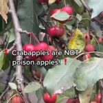 Alexis Nikole Nelson Instagram - My annual PSA 🤣🍎🍏 #crabapple