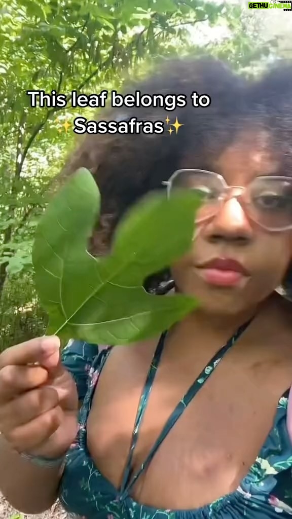 Alexis Nikole Nelson Instagram - THE SASSAFRAS SONG - for all of my OG root beer and filé fans 💖 also before folks yell about safrole, it breaks down when exposed to heat so LEMME HAVE MY SASSAFRAS TEA IN PEACE PLS 😆☕️