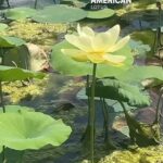 Alexis Nikole Nelson Instagram - Lotus Seed Party! Meet Nelumbo Lutea! She loves hanging out in still or slow moving freshwater on the eastern side of the US (and parts of Ontario!) though there are also reported non-native planting of it reported in Cali! They’re GORGEOUS and I LOVE THEM but WHY ARE THEIR SEED PODS SO CREEPY YET SNACK LADEN???