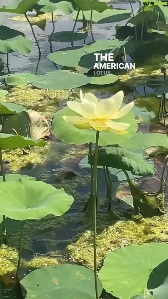 Alexis Nikole Nelson Instagram - Lotus Seed Party! Meet Nelumbo Lutea! She loves hanging out in still or slow moving freshwater on the eastern side of the US (and parts of Ontario!) though there are also reported non-native planting of it reported in Cali! They’re GORGEOUS and I LOVE THEM but WHY ARE THEIR SEED PODS SO CREEPY YET SNACK LADEN???