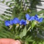 Alexis Nikole Nelson Instagram - It’s Dayflower season! Such a fun (and PLENTIFUL) tempura veggie, but also the pigmented petals make a lightfast watercolor paint! Columbus, Ohio