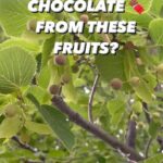 Alexis Nikole Nelson Instagram - LINDEN CHOCOLATE 🍫 some folks called it when they saw the cute, green, smol Linden fruits in my story!! Lindens are member of the Tilia genus, and are some of my fave trees! The flowers make one of my fave teas! The leaves are edible! They’re in the malvaceae fam, so the leaves do the SLIPPY thing when cooked! So many gifts! Columbus, Ohio