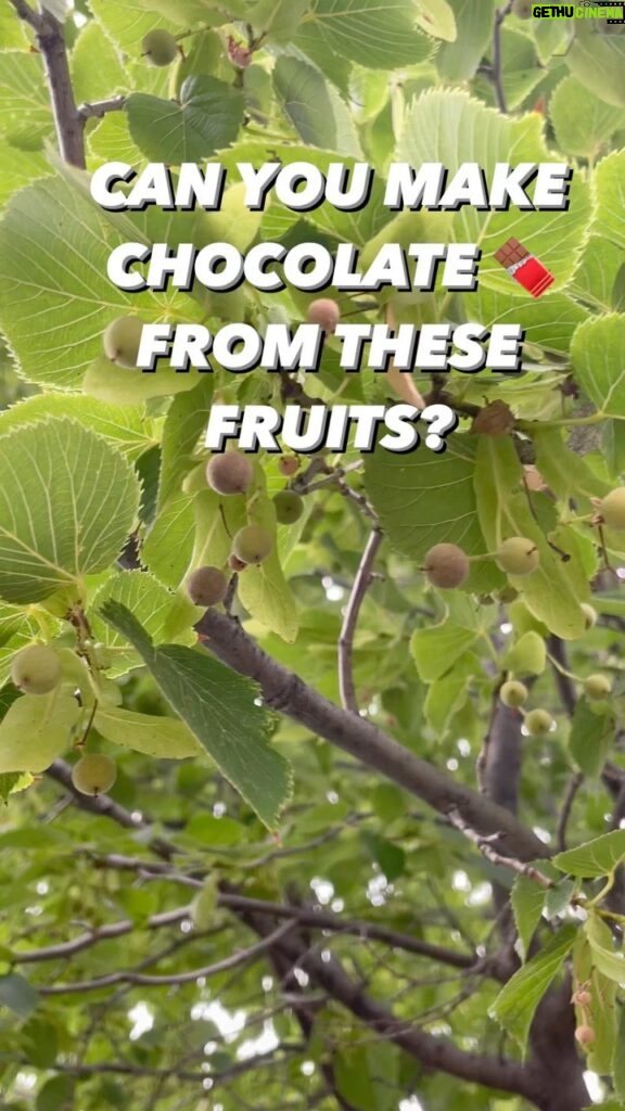Alexis Nikole Nelson Instagram - LINDEN CHOCOLATE 🍫 some folks called it when they saw the cute, green, smol Linden fruits in my story!! Lindens are member of the Tilia genus, and are some of my fave trees! The flowers make one of my fave teas! The leaves are edible! They’re in the malvaceae fam, so the leaves do the SLIPPY thing when cooked! So many gifts! Columbus, Ohio