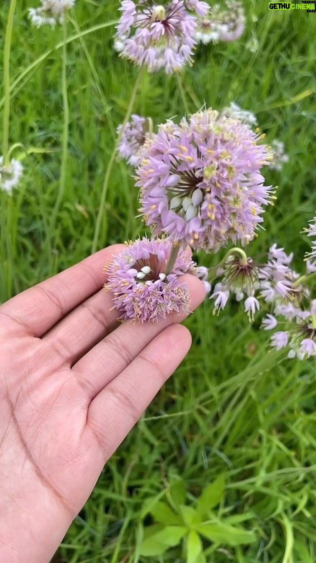 Alexis Nikole Nelson Instagram - Onion flower infused vinegar!! 🧅