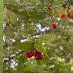 Alexis Nikole Nelson Instagram - Cornelian Cherry season has begun in Columbus!! I’m still thinking of the peach-flavored ones @giantdaughter introduced me to last year! Columbus, Ohio