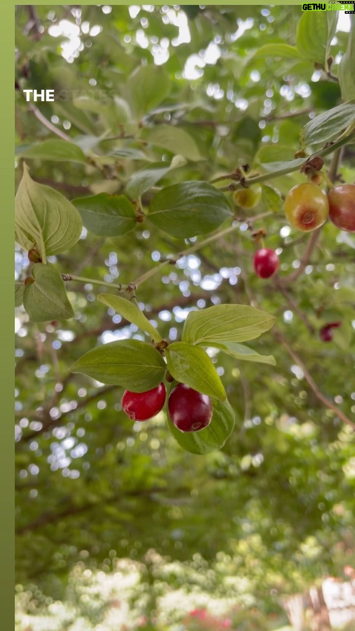 Alexis Nikole Nelson Instagram - Cornelian Cherry season has begun in Columbus!! I’m still thinking of the peach-flavored ones @giantdaughter introduced me to last year! Columbus, Ohio