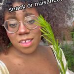 Alexis Nikole Nelson Instagram - Horseweed is EVERYWHERE RIGHT NOW, so this seemed fitting!! Columbus, Ohio