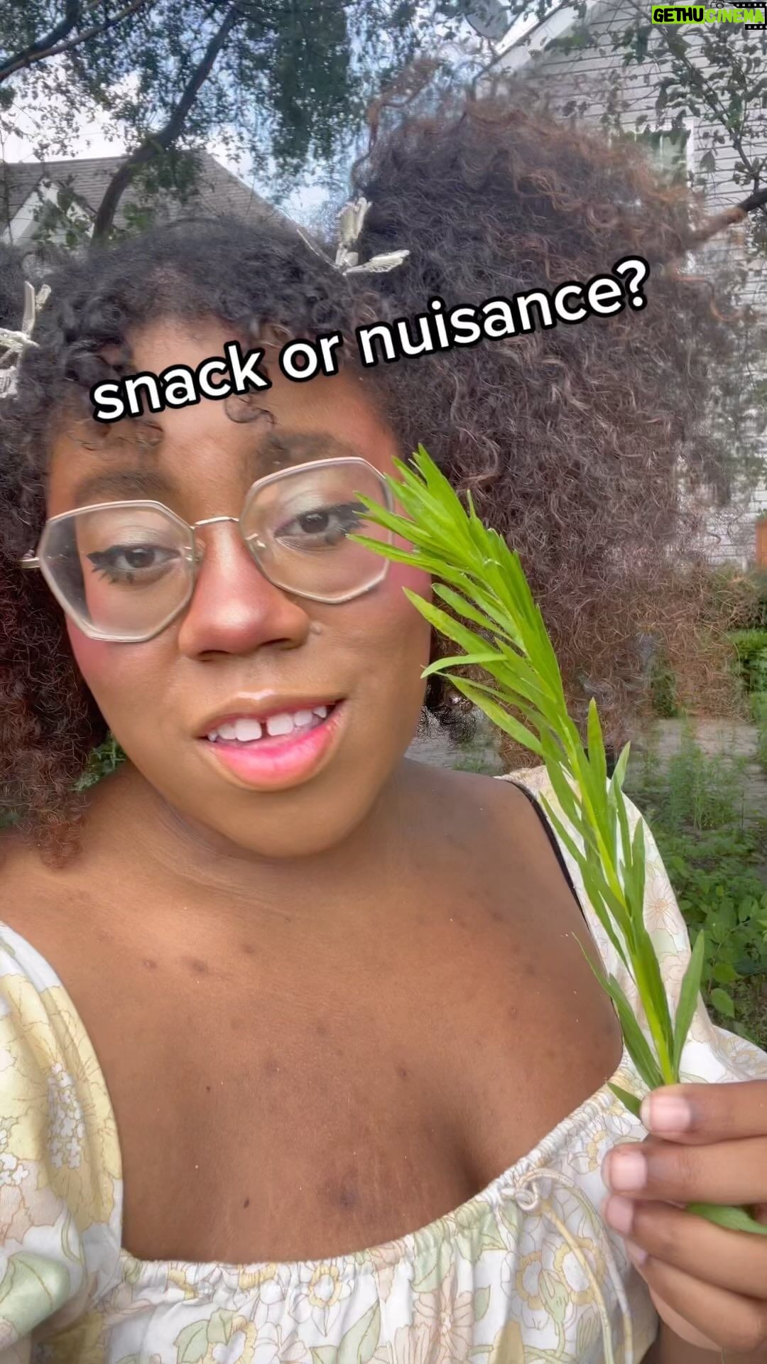 Alexis Nikole Nelson Instagram - Horseweed is EVERYWHERE RIGHT NOW, so this seemed fitting!! Columbus, Ohio
