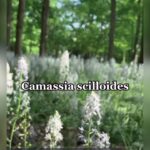 Alexis Nikole Nelson Instagram - CAMAS BULB PIE 🥧 - Atlantic Camas/ Wild Hyacinth/ Camassia scilloides! With its tasty shoots and flowers (when I can snag them before the deer 🤣), I was so excited to try the bulbs for the first time! They did not disappoint! Next time I want to try and pit steam them outside the way they’ve traditionally been prepared for millennia, buuuut I’m gonna save that for when we’re not all going through an unprecedented heatwave!