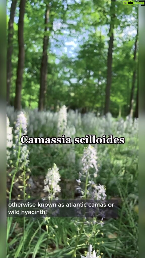 Alexis Nikole Nelson Instagram - CAMAS BULB PIE 🥧 - Atlantic Camas/ Wild Hyacinth/ Camassia scilloides! With its tasty shoots and flowers (when I can snag them before the deer 🤣), I was so excited to try the bulbs for the first time! They did not disappoint! Next time I want to try and pit steam them outside the way they’ve traditionally been prepared for millennia, buuuut I’m gonna save that for when we’re not all going through an unprecedented heatwave!