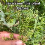 Alexis Nikole Nelson Instagram - Virginia Pepperweed! Once you notice it, you start seeing it EVERYWHERE this time of year! One of my fave brassicas, and one that’s native here in the US (aaaaaaaand gently invasive in a LOT OF OTHER PLACES 😅 oopsie) Packed full of vitamins C and A, it’s a tasty and free veggie/potherb just waiting to make it to your kitchen!! And THANK YOU for the outpouring of love on the @cbsmornings segment yesterday 😭💕 I am so blown away by the kindness and warmth yall meet me with, and I don’t know what I did to deserve you all ❤️