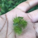 Alexis Nikole Nelson Instagram - SWEETFERN NUTLETS 🌰 🤣 Bath, Maine