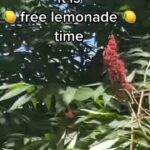 Alexis Nikole Nelson Instagram - STAGHORN SUMAC-ADE TIME 💕✨