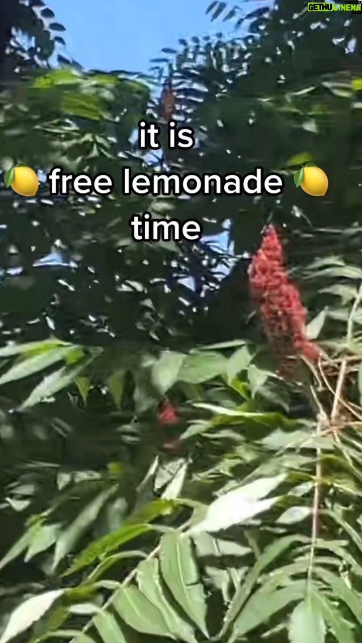 Alexis Nikole Nelson Instagram - STAGHORN SUMAC-ADE TIME 💕✨