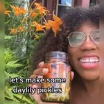 Alexis Nikole Nelson Instagram - Daylily pickle ft. The dumbest joke I’ve ever made hiding at the end 🤣🤣🤣 Columbus, Ohio