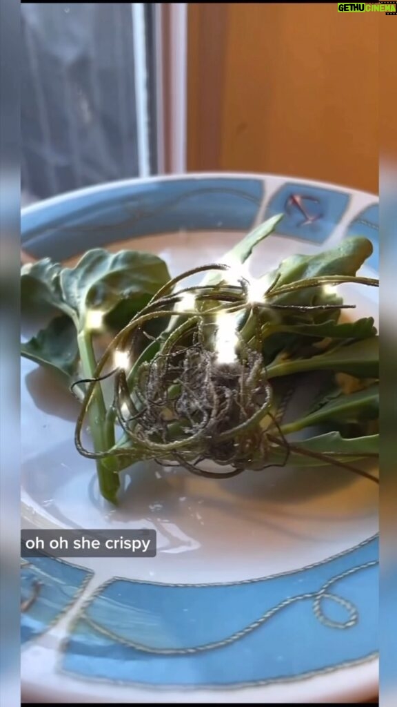 Alexis Nikole Nelson Instagram - I love getting to know a new-to-me macroalgae (fancy shmancy way of saying SEAWEED! 🤩🌊) Meet Mermaid Tresses! Also known as Dead Man’s Rope! Also known as Sea Lace! Also known as Tsurumo! An umami powerhouse! Can’t wait to cook something up with it again!!