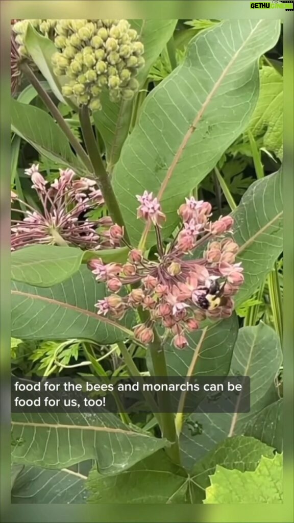 Alexis Nikole Nelson Instagram - Common Milkweed is one of my favorite early summer scents!! And there a lotta misinformation out there about milkweed’s edibility (likely stemming from folks who mistook its early shoots for poisonous lookalike Dogbane!), and while some milkweeds ARE tummy no-no’s (here’s looking at you Butterflyweed) several species are edible and have been food plants for thousands of years 💕 Oak Bluffs, Massachusetts