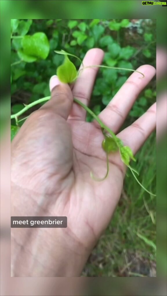 Alexis Nikole Nelson Instagram - GREENBRIER/SMILAX vines have edible new growth! One of my fave trail nibbles during late spring/early summer hikes, and I got to keep these guys from crowding the Beach Plum next to my mom’s house! Also isn’t my fam/aren’t my family friends cute? 💕💗💕💗 it feels so good to be back in a place that’s felt like home for so long! Martha's Vineyard