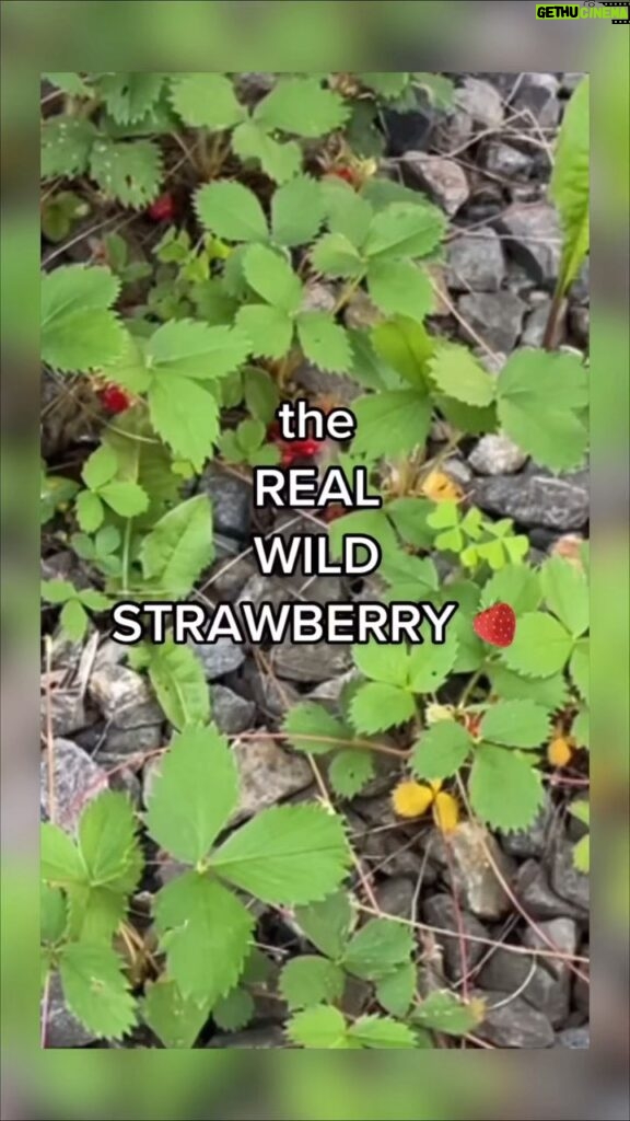 Alexis Nikole Nelson Instagram - I’m in Vermont and it’s WILD STRAWB TIME, so I thought to do this VERY HELPFUL PSA 😤😆🍓