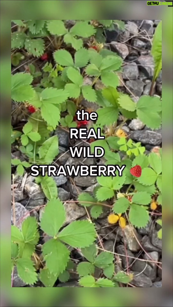 Alexis Nikole Nelson Instagram - Iβm in Vermont and itβs WILD STRAWB TIME, so I thought to do this VERY HELPFUL PSA π€ππ