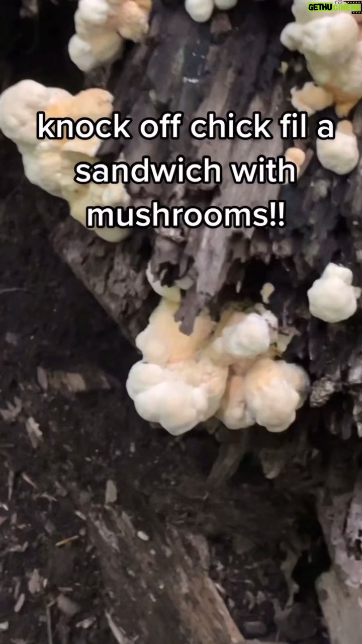 Alexis Nikole Nelson Instagram - Found some BEAUTIFUL Laetiporus cincinnatus (my FAVE Chicken of the Woods), and HAD to try knocking off that (in)famous chicken sandwich!! Columbus, Ohio