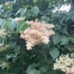 Alexis Nikole Nelson Instagram - TREE LILAC: THE LATE MAN’S LILAC 😆 (ft. Albino Squirrel) Columbus, Ohio