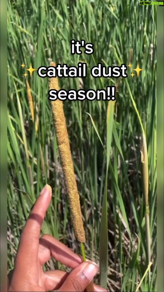 Alexis Nikole Nelson Instagram - Getting cattail pollen is all about TIMING (and your partner pulling the car over when you shout “CATTAIL POLLEN!!!!”) Columbus, Ohio