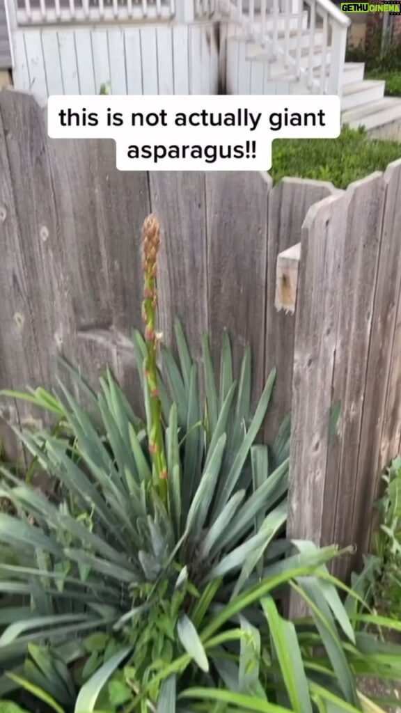 Alexis Nikole Nelson Instagram - Yucca is one of those plants I’ve had a connection with long before I knew it was edible. I reveled in the every-other-year blooming clockwork of the two yuccas outside of my family’s house in Massachusetts. I shared a silent celebration with them each year that they mustered up the energy to put on a show!! In college I learned of dished in Mexico and the southern us using Yucca blossoms, and the first time I tried them (in a pre-vegan!Alexis omelette) my socks were THOROUGHLY ROCKED. They carry the asparagus family signature earthy savoriness in the stalk and flowers, proving they’re more than a slo-mo firework of landscape interest, they’re a nourishing friend! I’m rocking my @bagtazo hat and @rodarte dress at le beginning if anyone wanted to know! Columbus, Ohio