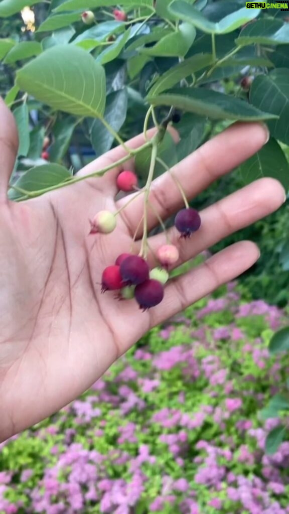 Alexis Nikole Nelson Instagram - ITS FINALLY TIME! Amelanchier species are truly a gift and I’m glad a bunch of landscapers agree 😆 it’s about to be handpie time! Columbus, Ohio