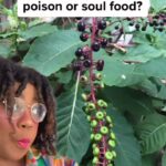 Alexis Nikole Nelson Instagram - LOL, one day I’ll be good at social media but until then have some american food history! 😆🌱 Poison! Culture! Dolly Parton! This video has a lot! Columbus, Ohio