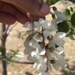 Alexis Nikole Nelson Instagram - BLACK LOCUST BEIGNETS ✨ I grew up in the native range of Robinia pseudoacacia (shoutout to Southern Ohio!) so finding out that French and Italian cuisine have doughnuts including these flowers was wild to me! The trees grow quickly, produce hard wood, are sunlight and pollution tolerant, and folks value the honey made by bees who frequent the fragrant flowers so the trees were planted far and wide around the globe starting in the 17th century! The oldest tree in Paris is a Black Locust!! By secret bag bandana is from @wazoosurvivalgear and I am OBSESSED WITH IT 😆😅 Columbus, Ohio