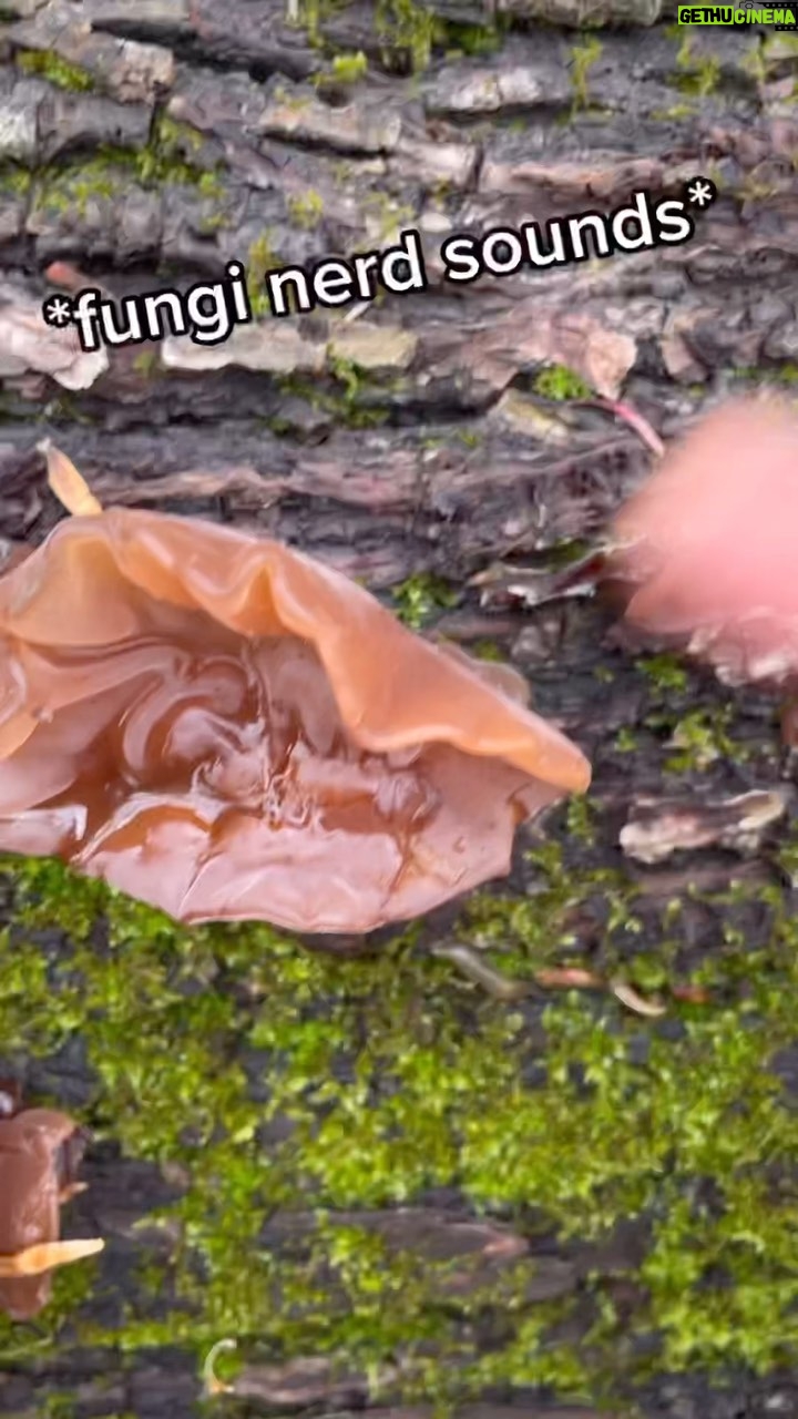 Alexis Nikole Nelson Instagram - A lil jelly fungus education for your day!! 🍄 Columbus, Ohio