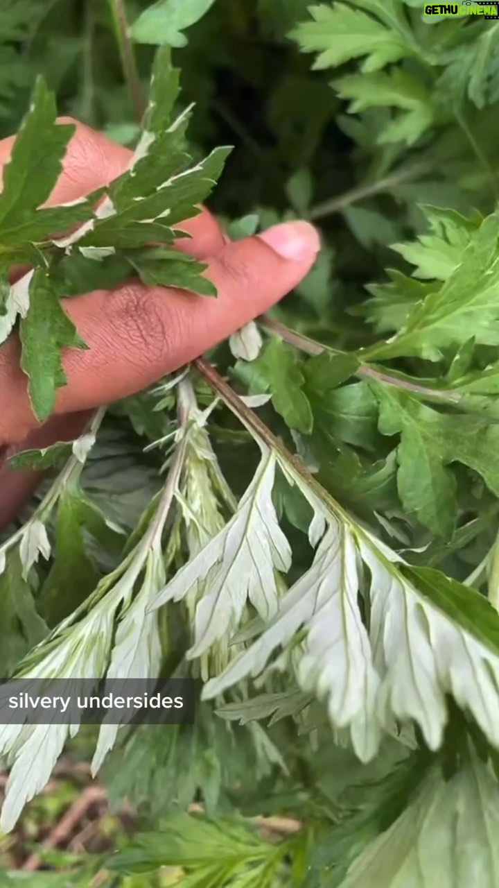 Alexis Nikole Nelson Instagram - 🌱 Mugwort ft my feelings on the Roe v Wade news Someday we’ll also have a chat about western herbalism speaking over eastern ethnobotany (especially in regards to Mugwort) but today we talk about more pressing things.