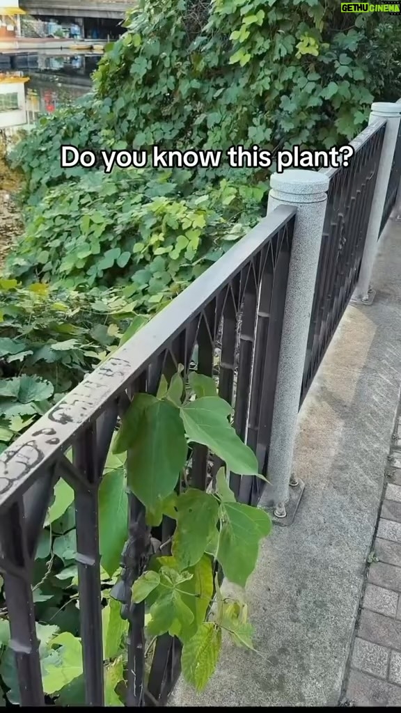 Alexis Nikole Nelson Instagram - GUESS! THAT! PLANT! (Japan/US edition 😆)