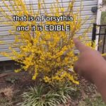 Alexis Nikole Nelson Instagram - I was A LIL HEAVY HANDED WITH MY MAKEUP but I was just so excited to get up and make some #forsythia syrup! Especially before this sweet bean drops all those lil cartoon banana peel flowers! 🍌 🌼🌞 Columbus, Ohio