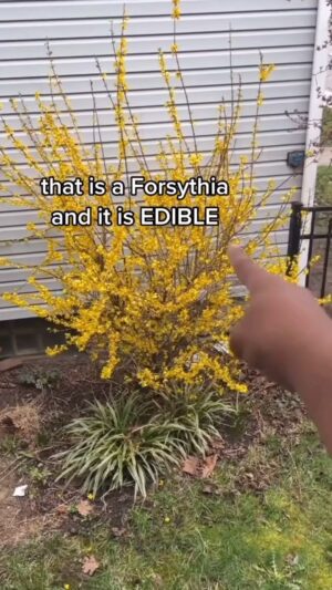 Alexis Nikole Nelson Instagram - I was A LIL HEAVY HANDED WITH MY MAKEUP but I was just so excited to get up and make some #forsythia syrup! Especially before this sweet bean drops all those lil cartoon banana peel flowers! 🍌 🌼🌞