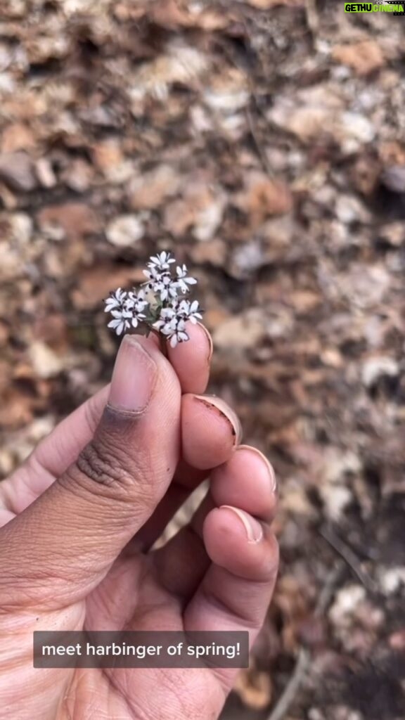 Alexis Nikole Nelson Instagram - IT IS FINALLY OFFICIALLY SPRING 🌼🌞💕🌿 these lil guys tend to sneak past me each year as I’m eagerly awaiting Virginia Bluebells and Cutleaf Toothwort and Ramps, but this year I finally saw them up close and personal!! Welcome back growth! Welcome back sun! Welcome back warmth! Welcome, welcome, welcome! 💗✨ Columbus, Ohio