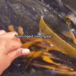 Alexis Nikole Nelson Instagram - Giant Kelp!! Rich in iodine and potassium, and capable of growing TWO FEET A DAY! It can be found up and down the North American Pacific coast from Baja California aaaaaalllllllll the way up to Alaska! I REALLY LIKE SEAWEED Malibu, California
