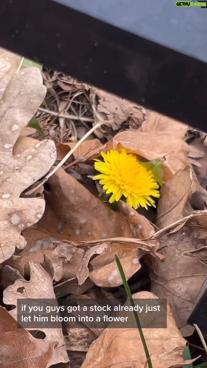 Alexis Nikole Nelson Instagram - DANDELION CAPERS š¼ (which Iām posting from my flight to LA š GOODBYE SNOW āļø and IāM SORRY FELLOW MIDWESTERNERS)