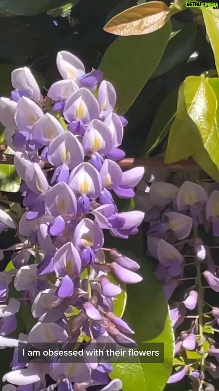 Alexis Nikole Nelson Instagram - Wisteria! 💜 One of the flowers I hoped to find while in LA 🌞 syrup recipe is on its way!