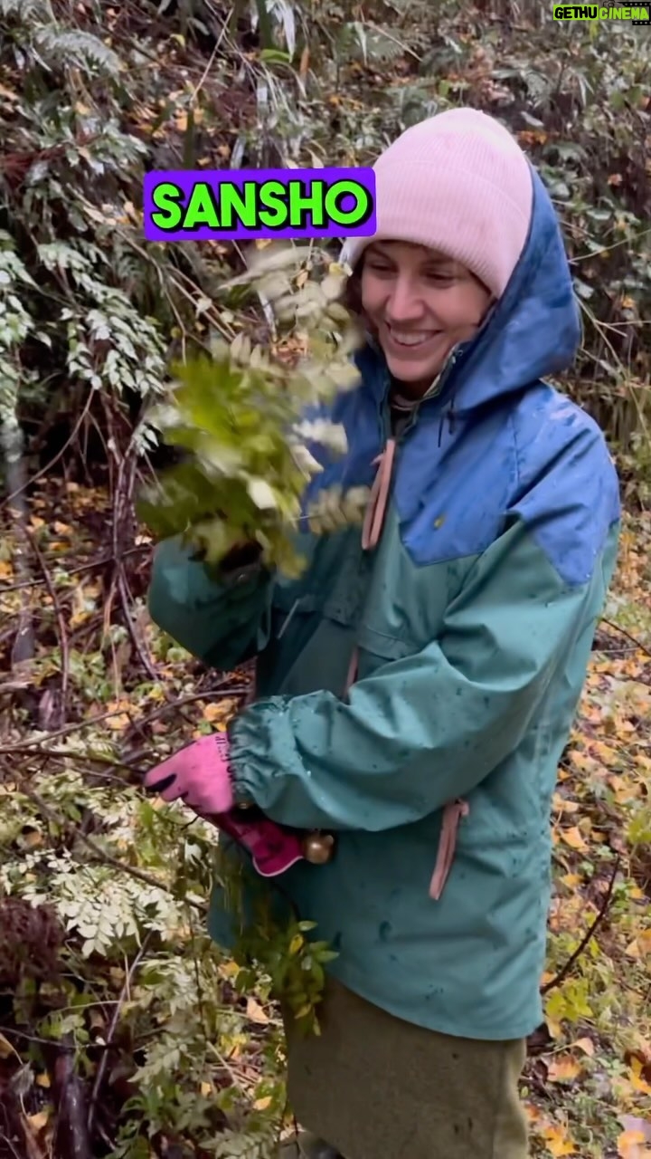 Alexis Nikole Nelson Instagram - Cozy, Rainy Sanshō (山椒) leaf harvesting with @sweetsnbitters!! Probably my favorite day of the trip 😭💗 I am also now the proud owner of a suribachi and a Hannah-made surikogi! Yamanaka Onsen