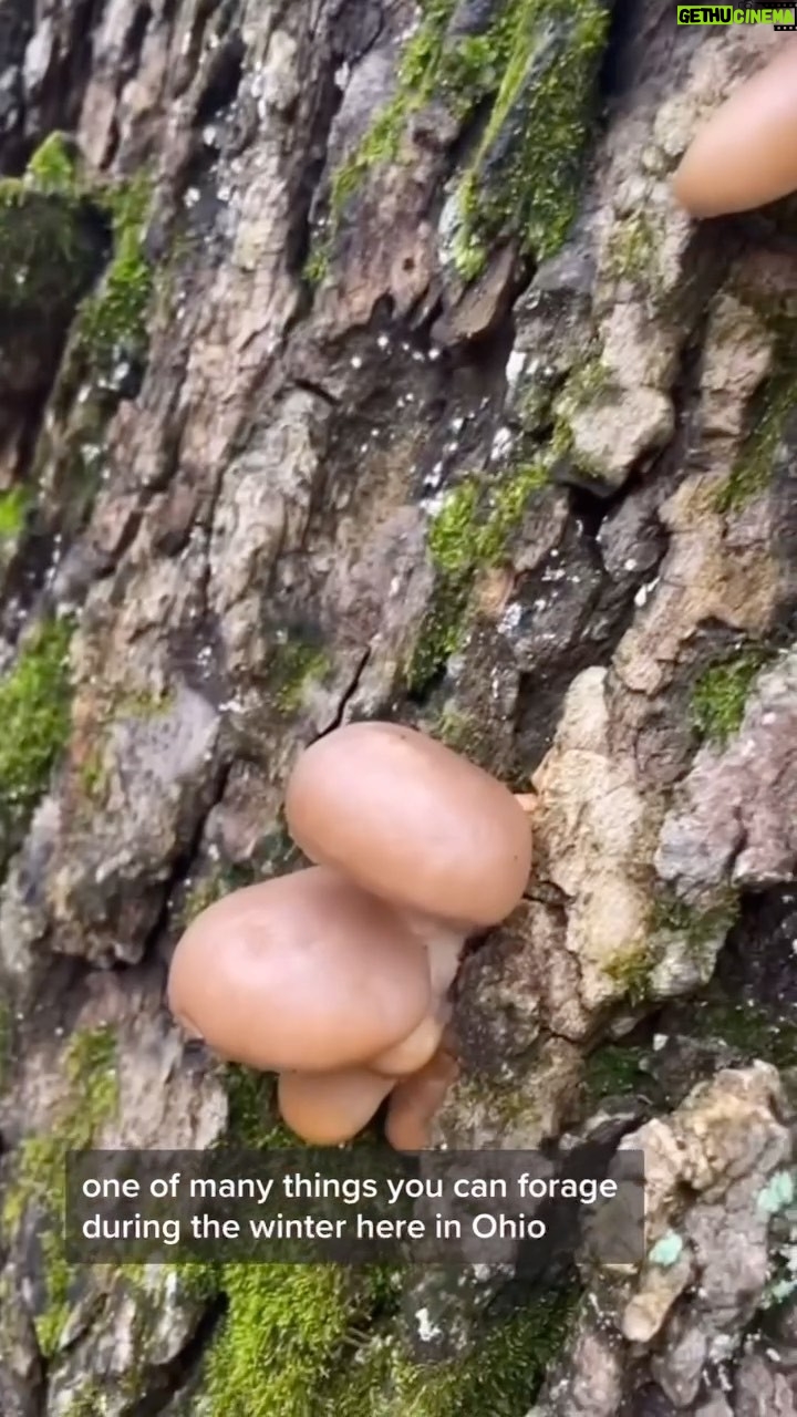 Alexis Nikole Nelson Instagram - I hope y’all love oysters, enoki, garlic mustard, bark, roots, and edible conifers because we are in the THICK OF WINTER 😆 and THATS WHAT I GOTS TO CHOOSE FROM Ohio